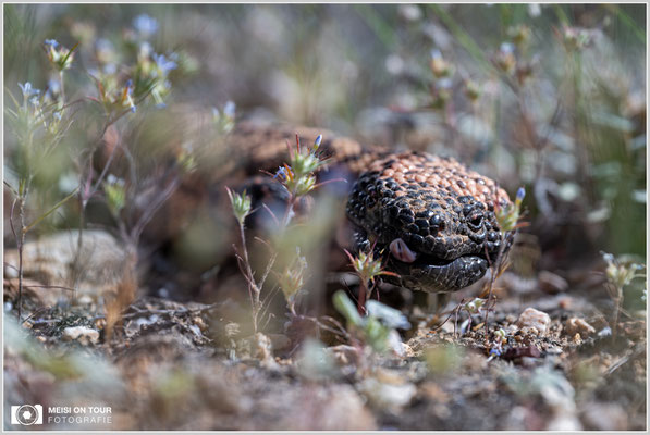 Gila-Krustenechse | Nikon Z8, NIKKOR Z 24-120 mm 1:4 S (120 mm), ISO 100, 1/640, f/6,3