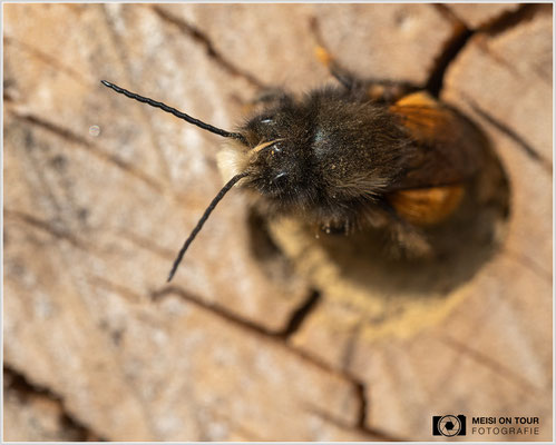 Gehörnte Mauerbiene  |  Canon EOS-R6, Sigma 150 f/2,8 Makro DG OS HSM mit Telekonverter 1,4x III (210 mm), ISO 800, 1/400s, f/8, Einbeinstativ