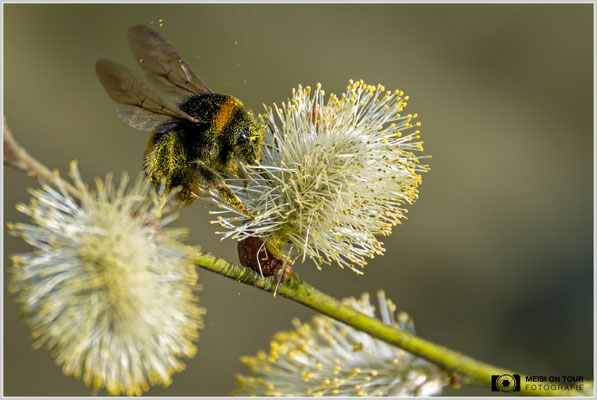 Dunkle Erdhummel an Palmkätzchen  |  Nikon Z8, NIKKOR Z 100-400 mm 1:5,6 S mit TC1,4 (560mm), ISO 1250, 1/2000s, f/8