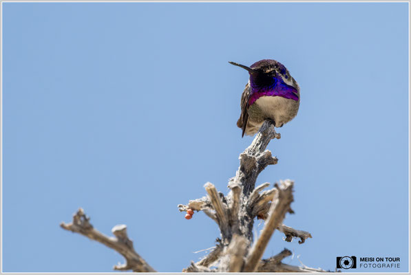 Veilchenkopfelfe (Kolibri) | Nikon Z9, NIKKOR Z 800 mm 1:6,3 VR S mit TC1,4x (1120 mm), ISO 2800, 1/5000s, f/9