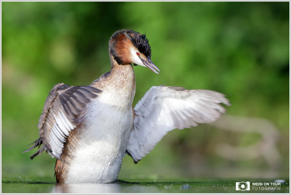 Haubentaucher  |  Canon EOS-5D Mark IV, EF 300 f/2,8 L IS II USM mit Telekonverter 2x (600 mm), ISO 1600, 1/1000s, f/6,3, Reissack, Winkelsucher