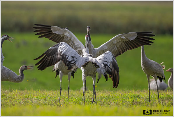 Graue Kraniche  |  Nikon Z8, NIKKOR Z 800 mm 1:6,3 VR S, ISO 800, 1/2000s, f/6,3