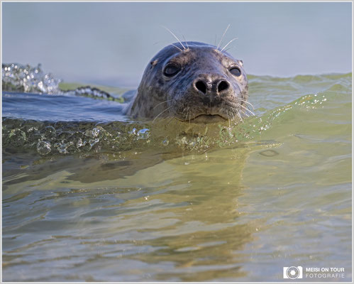 Kegelrobbe Helgoland  |  Nikon Z9, NIKKOR Z 800 mm 1:6,3 VR S, ISO 720, 1/2000s, f/6,3