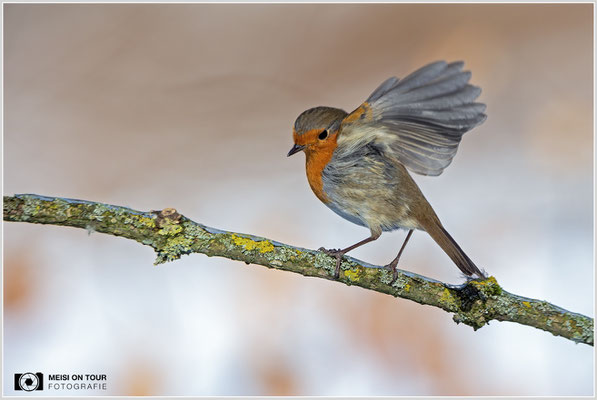 Rotkehlchen  |  Canon EOS R6, EF 300 f/2,8 L IS II USM mit Telekonverter 2x (600 mm), ISO 800, 1/3200s, f/7,1, Stativ