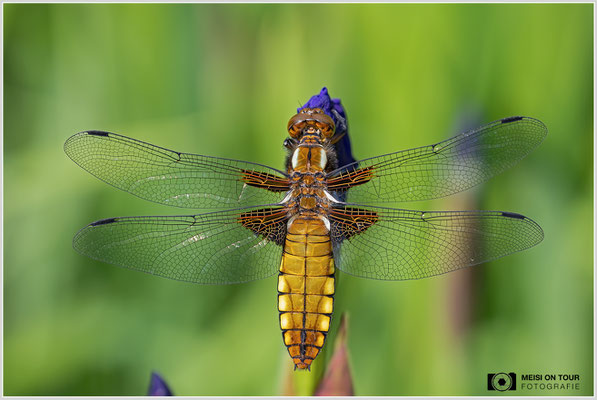 Plattbauch  |  Canon EOS R6, Sigma 150 f/2,8 Makro DG OS HSM mit Telekonverter 1,4x III (210 mm), ISO 400, 1/125s, f/9