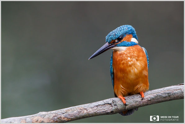 Eisvogel  |  Canon EOS-5D Mark IV, EF 300 f/2,8 L IS II USM mit Telekonverter 2x III (600 mm), ISO 2500, 1/640s, f/8, Einbeinstativ
