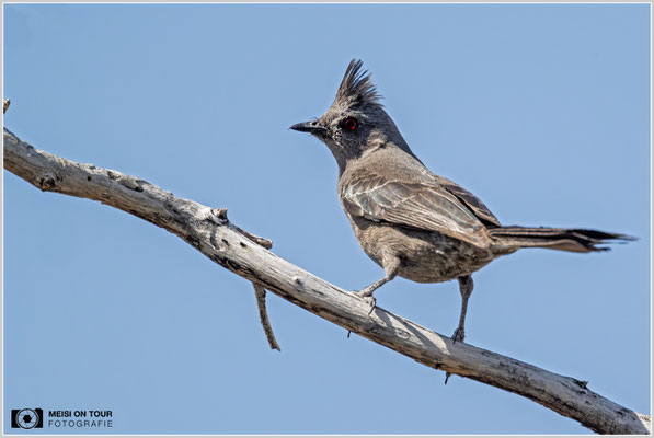 Trauerseidenschnäpper | Nikon Z9, NIKKOR Z 800 mm 1:6,3 VR S mit TC1,4x (1120 mm), ISO 1250, 1/3200s, f/9