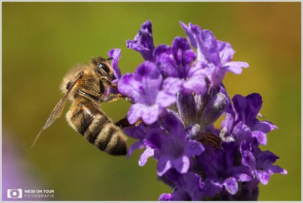 Biene  |  Canon EOS-5D Mark IV, Sigma 150 f/2,8 Makro DG OS HSM, ISO 640, 1/1600s, f/8, Winkelsucher