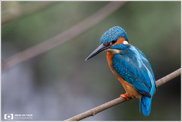 Eisvogel  |  Canon EOS-5D Mark IV, EF 300 f/2,8 L IS II USM mit Telekonverter 2x III (600 mm), ISO 1250, 1/640s, f/6,3, Einbeinstativ