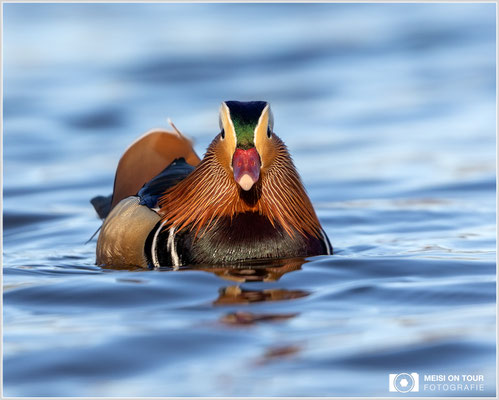 Mandarinente  |  Canon EOS R6, EF 300 f/2,8 L IS II USM mit Telekonverter 2x (600 mm), ISO 800, 1/2000s, f/7,1