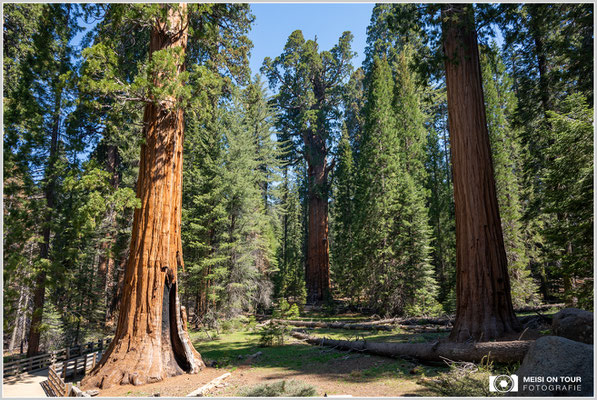 General Sherman Tree im Sequoia NP | Nikon Z8, NIKKOR Z 24-120 mm 1:4 S (24 mm), ISO 100, 1/160, f/5,6 Stack 7 Bilder