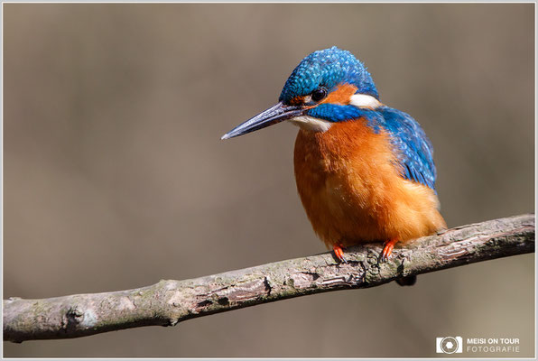 Eisvogel  |  Canon EOS-5D Mark IV, EF 300 f/2,8 L IS II USM, ISO 800, 1/2000s, f/5, Einbeinstativ
