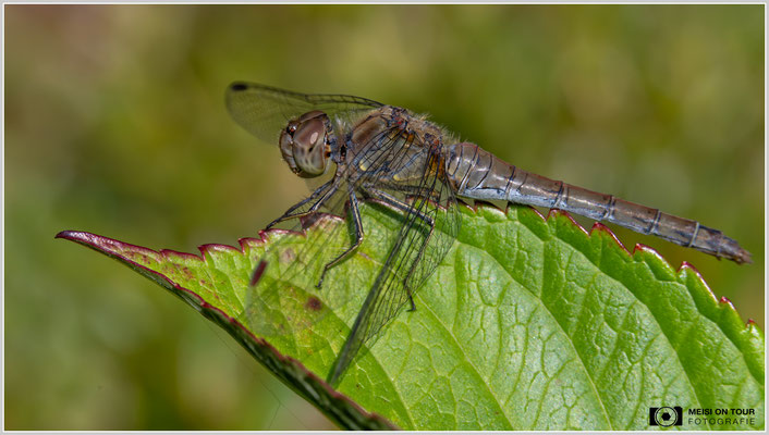 Weibchen der Großen Heidelibelle |  Nikon Z9, NIKKOR Z MC 105 1:2,8 VR S, ISO 800, 1/640s, f/13