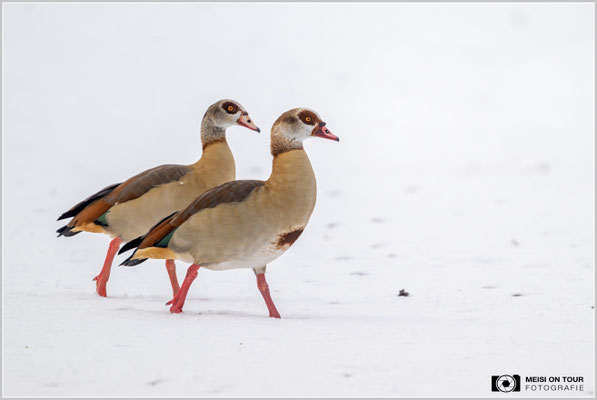 Nilgänse  |  Nikon Z9, NIKKOR Z 800 mm 1:6,3 VR S mit TC1,4x (1120 mm), ISO 2000, 1/1000s, f/9