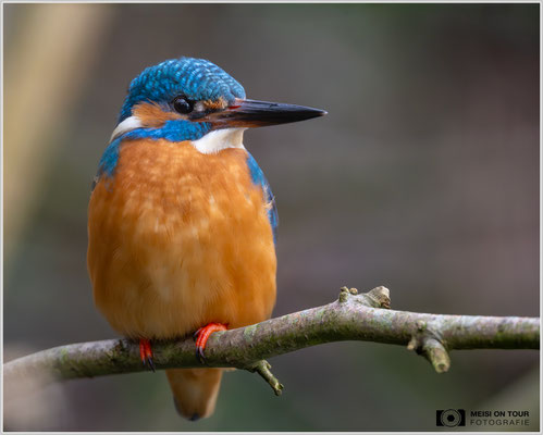 Eisvogel  |  Nikon Z9, NIKKOR Z 800 mm 1:6,3 VR S, ISO 2000, 1/100s, f/6,3