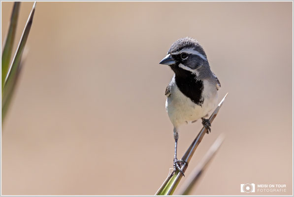 Schwarzkehlammer | Nikon Z9, NIKKOR Z 800 mm 1:6,3 VR S mit TC1,4x (1120 mm), ISO 3200, 1/5000s, f/9
