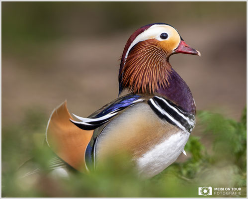 Mandarinente  |  Canon EOS R6, EF 300 f/2,8 L IS II USM mit Telekonverter 2x (600 mm), ISO 800, 1/1250s, f/7,1