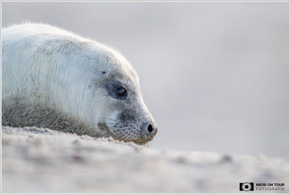 Kegelrobbenbaby  |  Nikon Z9, NIKKOR Z 800 mm 1:6,3 VR S, ISO 2000, 1/1000s, f/6,3