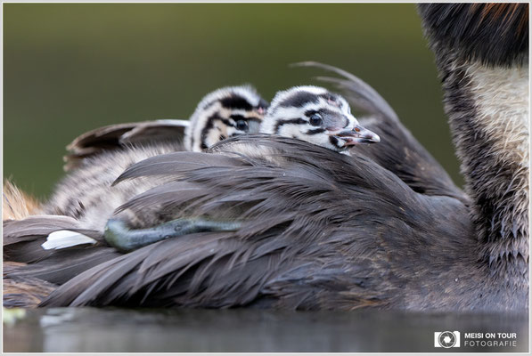 Haubentaucher  |  Canon EOS R6, EF 300 f/2,8 L IS II USM mit Telekonverter 2x (600 mm), ISO 1600, 1/500s, f/7,1