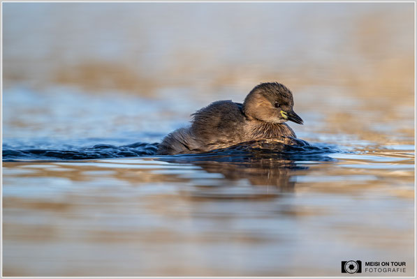Zwergtaucher  |  Nikon Z9, NIKKOR Z 800 mm 1:6,3 VR S mit TC1,4x (1120 mm), ISO 1600, 1/2000s, f/9