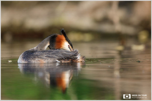 Haubentaucher  |  Canon EOS-5D Mark IV, EF 300 f/2,8 L IS II USM mit Telekonverter 2x (600 mm), ISO 800, 1/1250s, f/5,6, Reissack, Winkelsucher