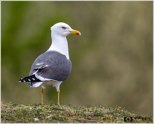 Heringsmöwe  |  Nikon Z9, NIKKOR Z 800 mm 1:6,3 VR S mit TC1,4x (1120 mm), ISO 2200, 1/1250s, f/9