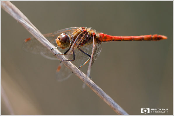 Heidelibelle  |  Canon EOS-5D Mark IV, EF 300 f/2,8 L IS II USM mit Telekonverter 2x III (600 mm), ISO 400, 1/800s, f/7,1, Einbeinstativ
