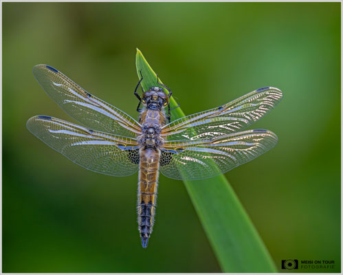 Vierfleck |  Nikon Z9, NIKKOR Z 100–400 mm 1:4,5–5,6 VR S mit TC1,4x (560 mm), ISO 2800, 1/250s, f/8