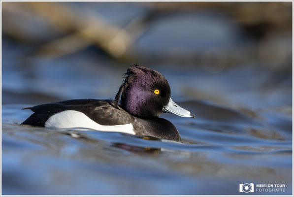 Reiherente  |  Canon EOS R6, EF 300 f/2,8 L IS II USM mit Telekonverter 2x (600 mm), ISO 800, 1/1600s, f/7,1