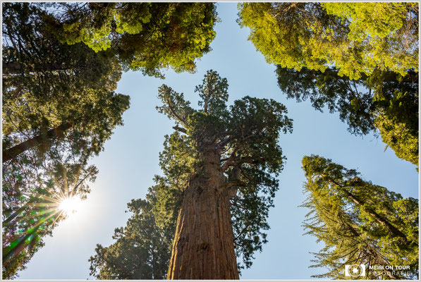 General Sherman Tree im Sequoia NP | Nikon Z8, NIKKOR Z 24-120 mm 1:4 S (24 mm), ISO 100, 1/60, f/14