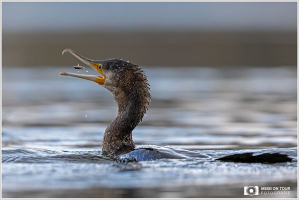 Kormoran  |  Canon EOS R6, EF 300 f/2,8 L IS II USM mit Telekonverter 2x (600 mm), ISO 800, 1/500s, f/6,3