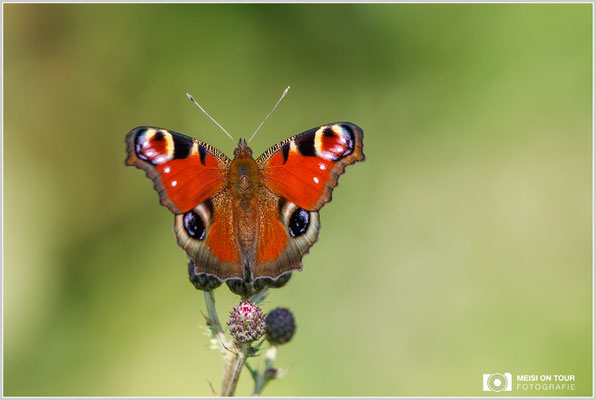 Tagpfauenauge  |  Canon EOS-5D Mark IV, EF 300 f/2,8 L IS II USM mit Telekonverter 2x III (600 mm), ISO 640, 1/1600s, f/8, Einbeinstativ