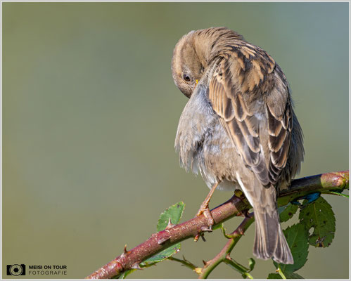 Haussperling  |  Nikon Z9, NIKKOR Z 800 mm 1:6,3 VR S mit TC2,0x (1600 mm), ISO 3600, 1/2500s, f/13