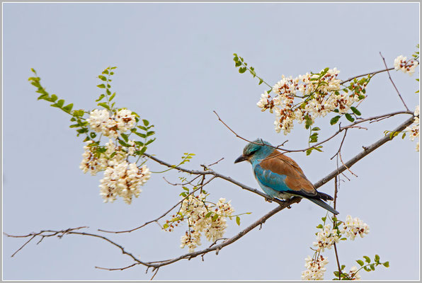 Blauracke  |  Canon EOS-5D Mark IV, EF 300 f/2,8 L IS II USM mit Telekonverter 2x III (600 mm), ISO 800, 1/1250s, f/7,1, Reissack aus dem Autofenster