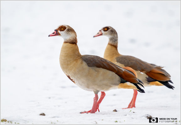 Nilgänse  |  Nikon Z9, NIKKOR Z 800 mm 1:6,3 VR S mit TC1,4x (1120 mm), ISO 2800, 1/1000s, f/9