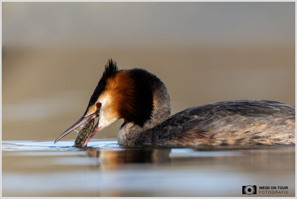 Haubentaucher  |  Canon EOS R6, EF 300 f/2,8 L IS II USM mit Telekonverter 2x (600 mm), ISO 1600, 1/2000s, f/7,1