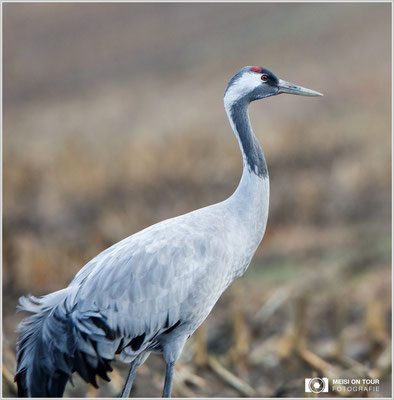 Grauer Kranich  |  Canon EOS-5D Mark IV, EF 300 f/2,8 L IS II USM mit Telekonverter 2x III (600 mm), ISO 2500, 1/1000s, f/6,3, Reissack im Autofenster