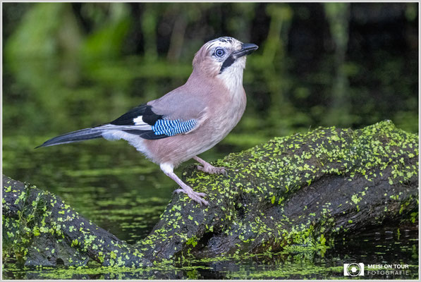 Eichelhäher  |  Nikon Z9, NIKKOR Z 800 mm 1:6,3 VR S mit TC1,4x (1120 mm), ISO 6400, 1/1000s, f/9