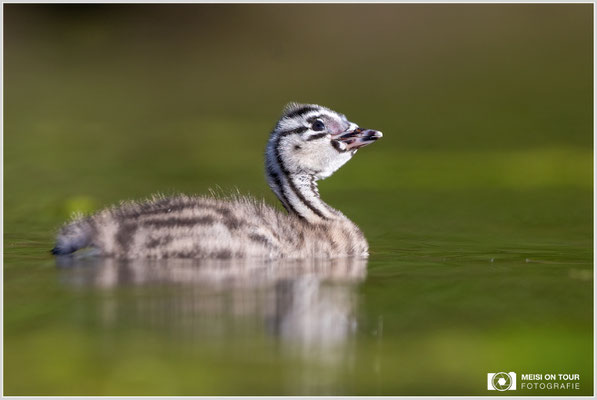 Haubentaucher  |  Canon EOS R6, EF 300 f/2,8 L IS II USM mit Telekonverter 1,4x (420 mm), ISO 800, 1/2500s, f/5,6