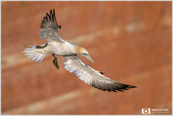 Basstölpel  |  Nikon Z9, NIKKOR Z 100–400 mm 1:4,5–5,6 VR S mit TC 1,4 (560 mm), ISO 720, 1/3200s, f/8