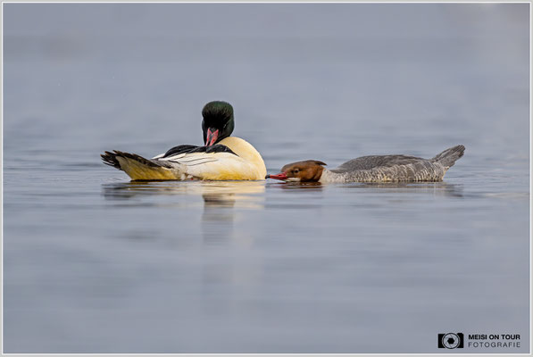 Gänsesäger Männchen putzt sich noch vor der Paarung  |  Nikon Z9, NIKKOR Z 800 mm 1:6,3 VR S, ISO 560, 1/1000s, f/6,3