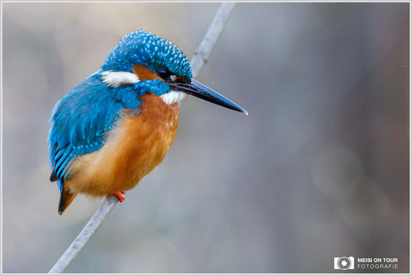 Eisvogel  |  Canon EOS-5D Mark IV, EF 300 f/2,8 L IS II USM, ISO 2500, 1/400s, f/5, Einbeinstativ