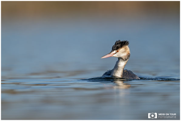 Haubentaucher  |  Nikon Z9, NIKKOR Z 800 mm 1:6,3 VR S mit TC1,4x (1120 mm), ISO 360, 1/640s, f/9