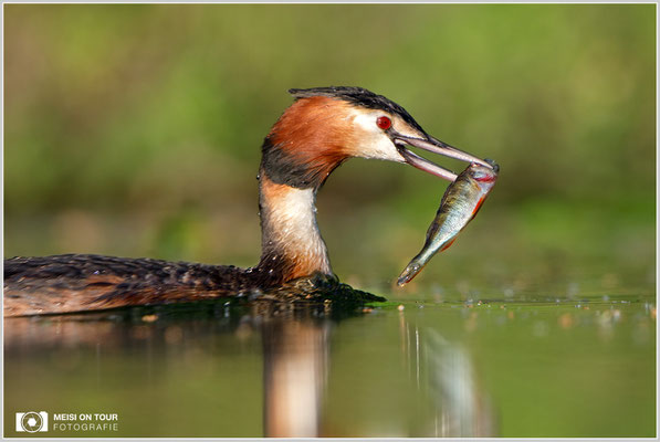 Haubentaucher  |  Canon EOS-5D Mark IV, EF 300 f/2,8 L IS II USM mit Telekonverter 2x (600 mm), ISO 800, 1/1600s, f/6,3, Reissack, Winkelsucher