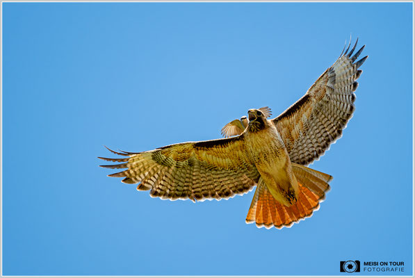Rotschwanzbussard wird von einem Schmalschnabel-Königstyrann angegriffen | Nikon Z8, NIKKOR Z 100-400 mm 1:5,6 S (400 mm), ISO 450, 1/1600, f/5,6