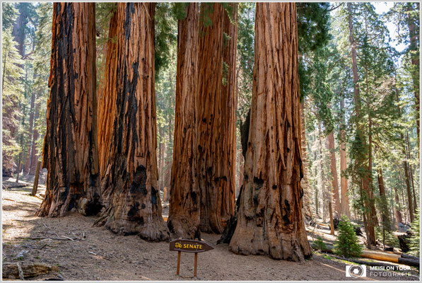 The Senate im Sequoia NP | Nikon Z8, NIKKOR Z 24-120 mm 1:4 S (28 mm), ISO 400, 1/50, f/8