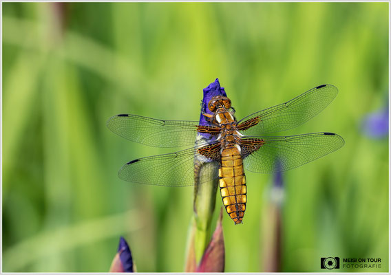 Plattbauch  |  Canon EOS R6, Sigma 150 f/2,8 Makro DG OS HSM mit Telekonverter 1,4x III (210 mm), ISO 400, 1/160s, f/9