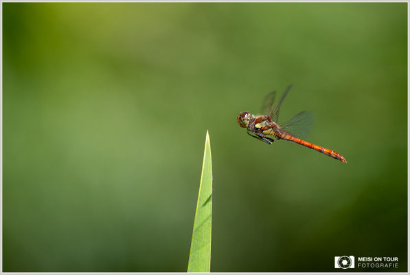 Große Heidelibelle  |  Nikon Z9, NIKKOR Z 100–400 mm 1:4,5–5,6 VR S (400 mm), ISO 800, 1/1600s, f/7,1