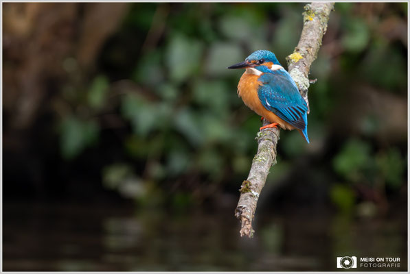 Eisvogel  |  Nikon Z9, NIKKOR Z 800 mm 1:6,3 VR S mit TC1,4x (1120 mm), ISO 6400, 1/320s, f/9
