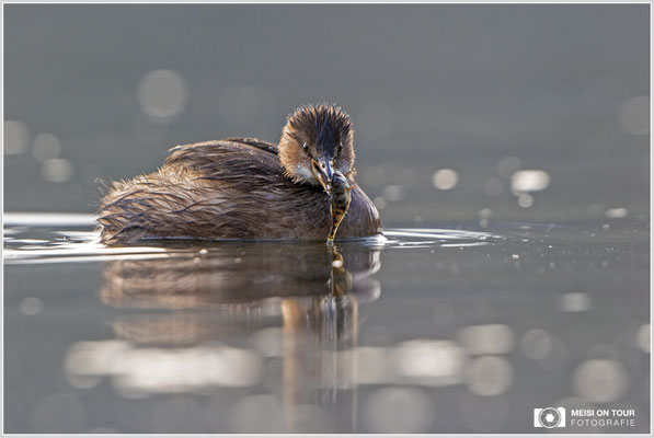 Zwergtaucher  |  Canon EOS R6, EF 300 f/2,8 L IS II USM mit Telekonverter 2x (600 mm), ISO 1600, 1/640s, f/7,1